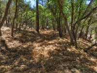 IMG 3795-HDR(3)  Some of this trail (the part that was coverd by a Ponderosa Pine canopy) had a couple of inches of long pine needles covering it.