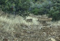 IMG 3477-HDR(3)  On the drive back we spot Sunnyside Lane and explore it and quickly spot some deer.  We discover that SL will give us another access to the first part of Passage 1.  After this, we head on to Sonoita stopping at a winery near Elgin to pick out some AZ wine to take back for Don's house guest that are arriving this weekend.  Then it's lunch in Sonoita and and the long drive back to the valley.