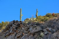 BBobsPicDSC 8428-HDR(3)  "This sun feels so good after a cold night" says one Saguaro to the other.