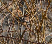 BBobsPicDSC 8500-HDR(3)Cropped  Is this a Cassin's Sparrow?