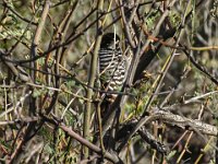 WoodpeckerBadgerSprings  Success.  Woodpecker, but beyond that, I don't have a clue since there is no red on its head.