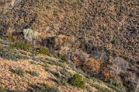 BobsPicsDSC 7410-HDR(3)-  Fairly large trees in the creek drainage (the trees are now dormant-it's Febuary), confirm that there must be some water in Silver Creek.