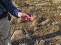 IMG 5505-HDR  Bob finds a multicolored potsherd.