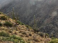 IMG 5740-HDR(3)  The sun breaks through the clouds and backlights the Saguaro along the side of the canyom