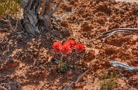 BobsPic-DSC 0710-HDR(3)  Some Indian Paint Brush wild flowers.