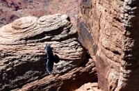 PhilPic-01  Phil took this picture of a Condor.  I am not sure where it was taken, but I suspect it was probably at the Navajo Bridge that carries 89A across the Colorado River.