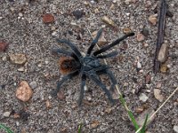 IMG 0625Cropped-HDR  Most photographed tarantula in the world?