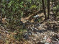 IMG 3878-HDR(3)  Signs of the old mining road disappear as the trail begins to parallel the stream bed that drains Oversite Canyon.  It crosses the stream bed back and forth several times.