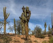 IMG 0827-HDR(3)PerCorr  Ugh!  There is a real problem here.  Is it a virus, a DNA problem, or a result of environment contamination in this area?  The latter cause seems unlikely, since these cacti grow very slowly.  Saguaros typically take 70 to 100 years to develop their first "arm."  What would account for all the nodules on all the arms.  It is a mystery to us.