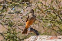 BobsPIcDSC 8639-HDRcrop  We were "distracted" by this bird that kept flying around in the vicinity. BobF got a great shot. We have confirmation from a "world-class" birder that it is a Say's phoebe, a bird in the tyrant flycatcher family.