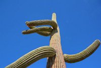 BobsPIcDSC 8686-HDR(3)  We had to stop because this Saguaro seemed to be telling us something.