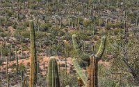 BobsPIcDSC 8731-HDR(3)  Looking out over the sea of Saguaros.  We didn't see one crested Saguaro all day (turns out we went right by one on the way into the National Monument as we found out in our return visit on March 6th).