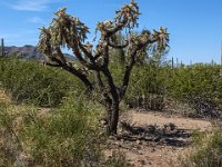 IMG 6235-HDR(3)  A chain fruit cholla cactus.