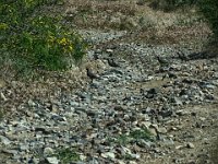 IMG 9795-HDR  A covey of quail ran across the road in front of us.